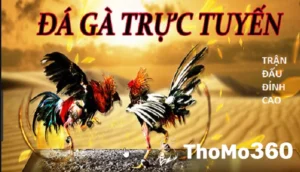 Hình thức cá cược trong đá gà Thomo 67 phổ biến